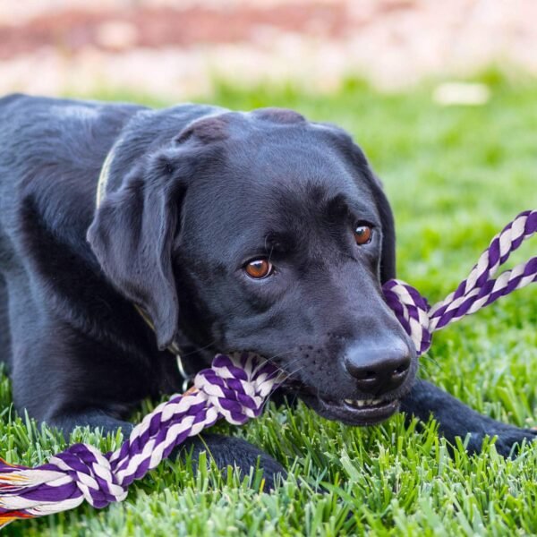 SHARLOVY Large Tough Chew Toys for Aggressive Chewers Large Breed,Heavy Duty Dental Rope Toys Kit for Medium Dogs,5 Knots Indestructible Cotton Puppy Teething Chew Tug Toy Set of 9