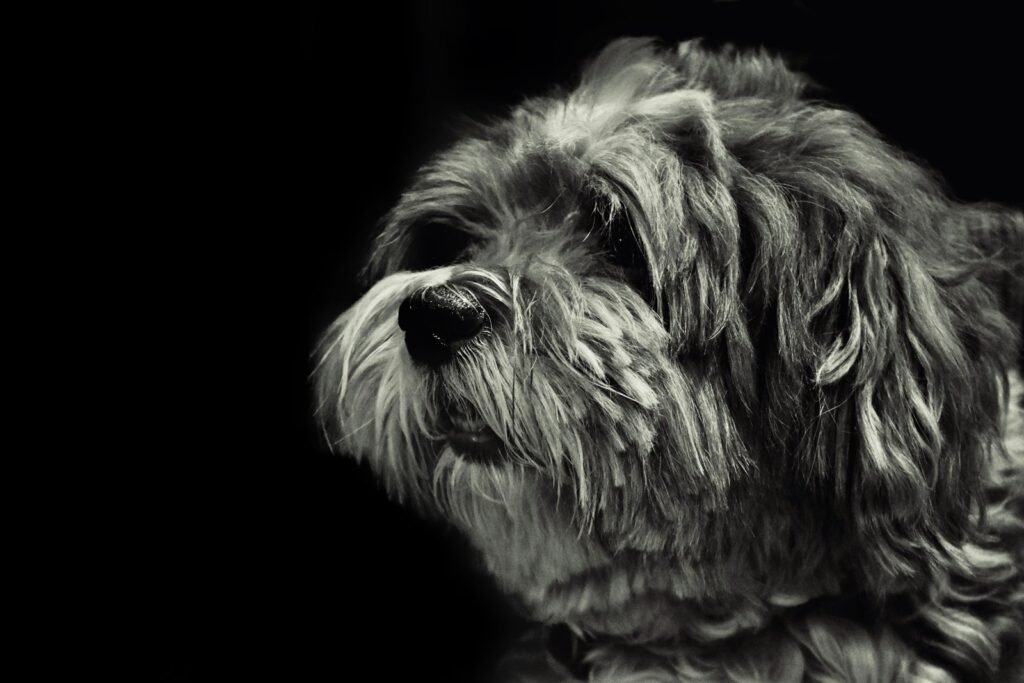 a black and white photo of a shaggy dog